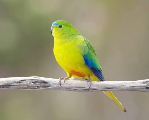 Orange-bellied parrot