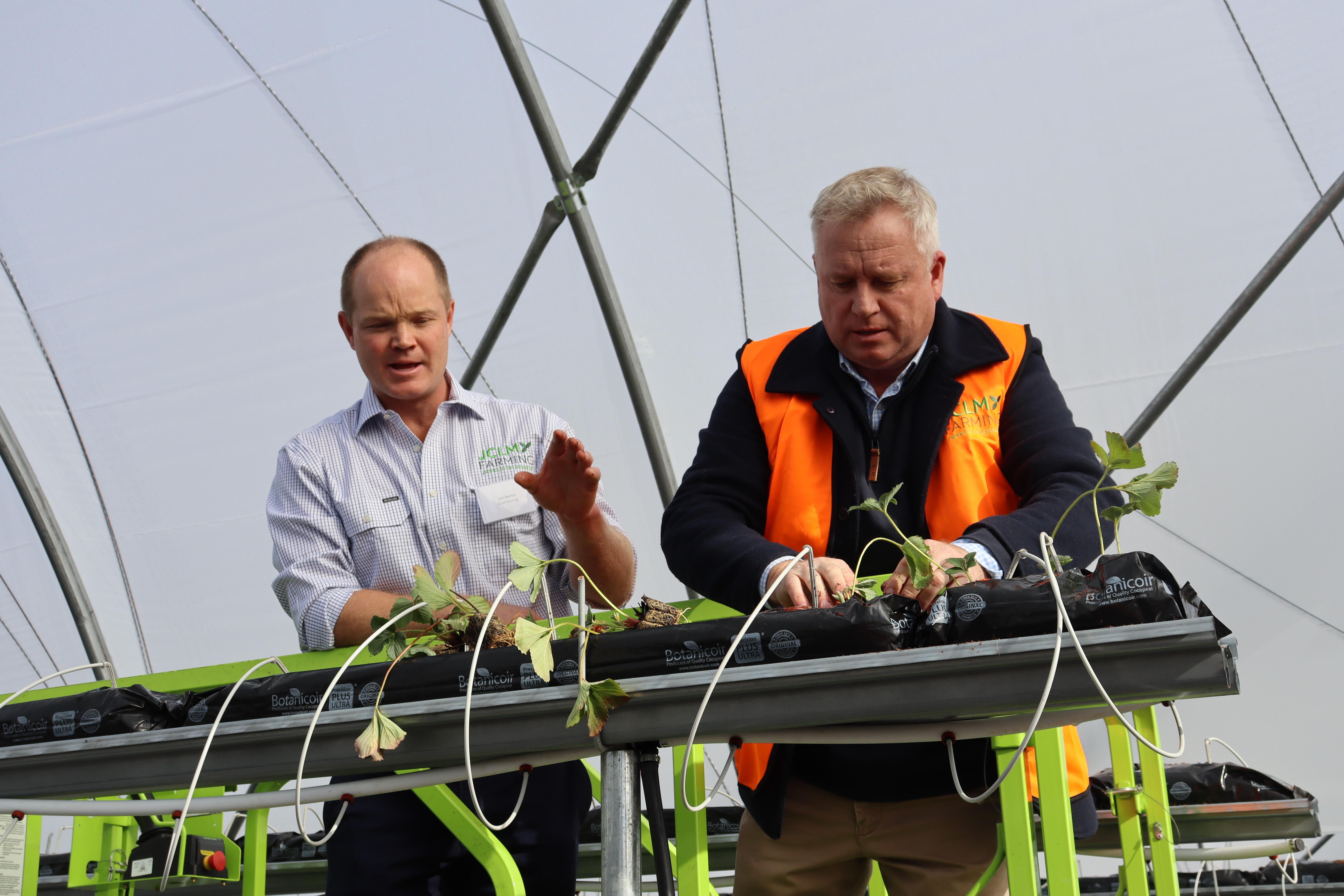 Premier Jeremy Rockliff planting some strawberries at JCLM Farming.
