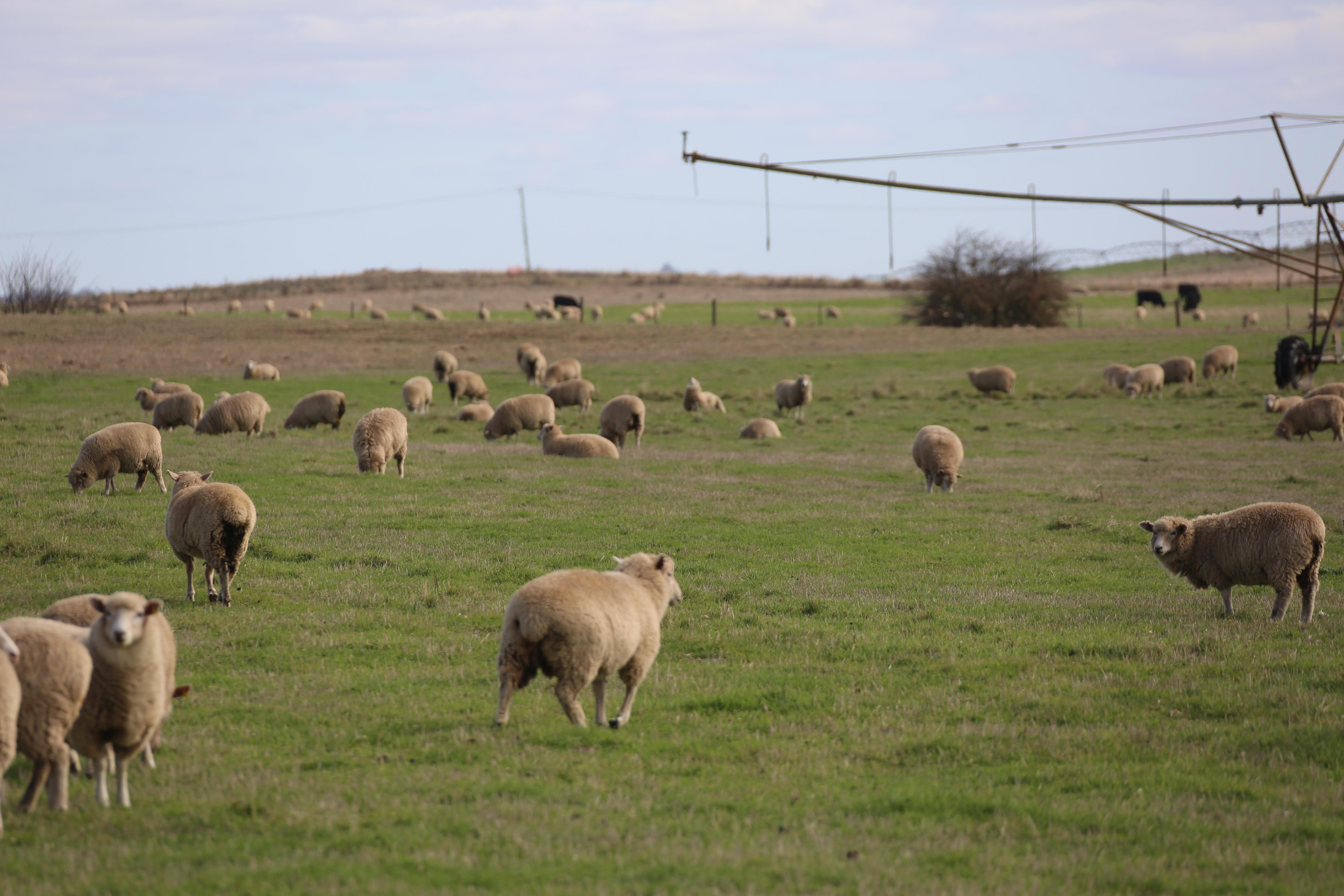 Sheep in a field