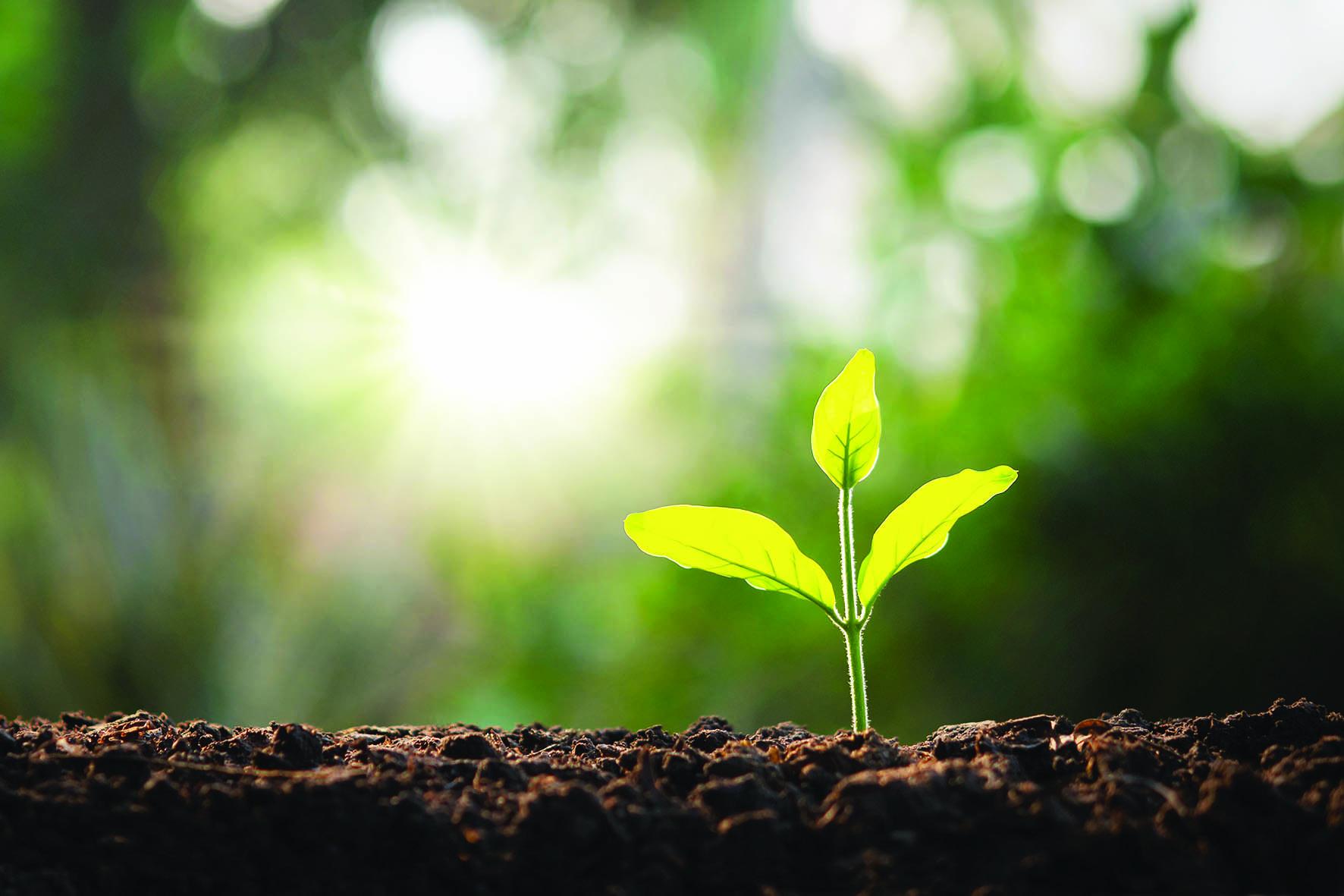 A newly planted tree seedling
