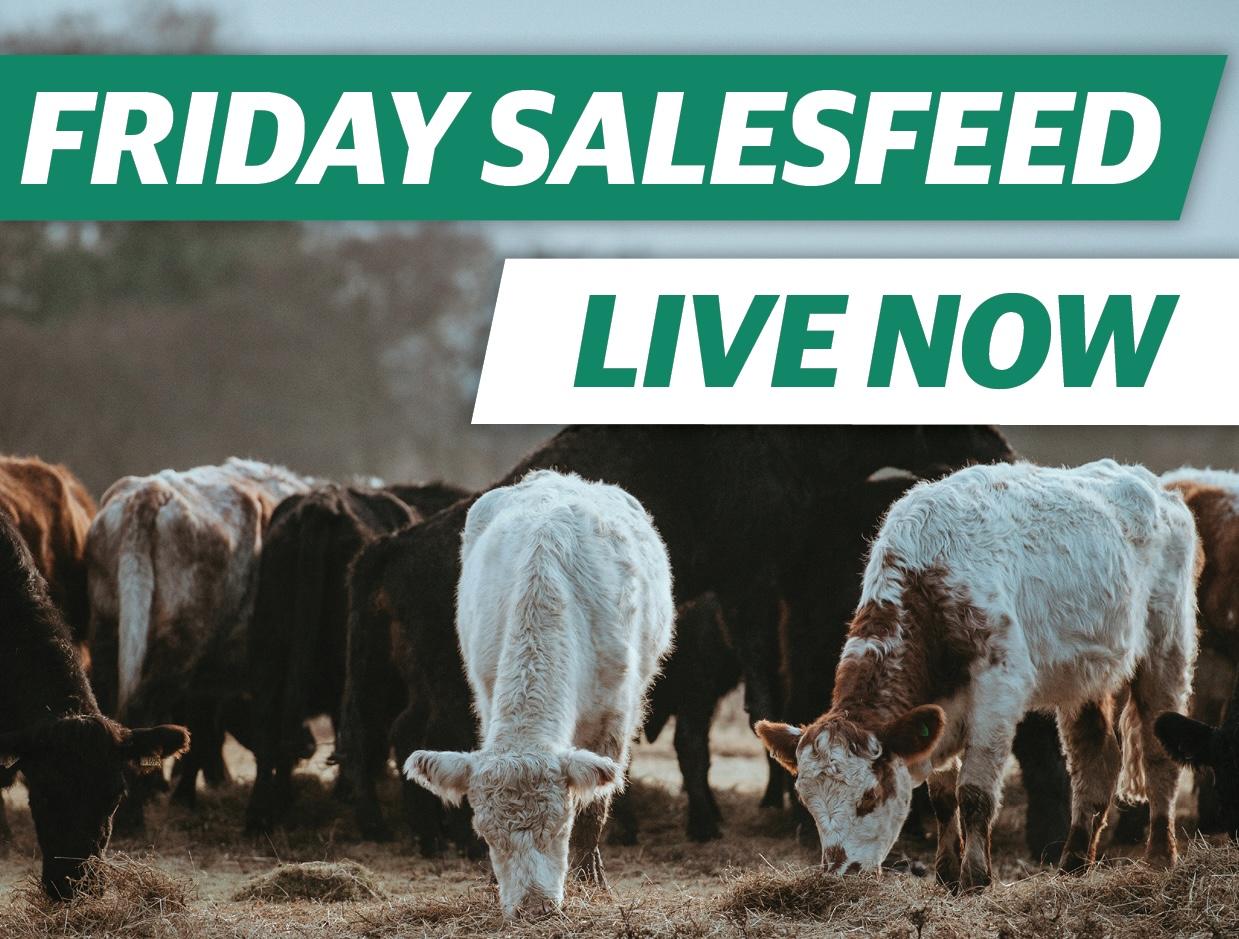 salesfeed