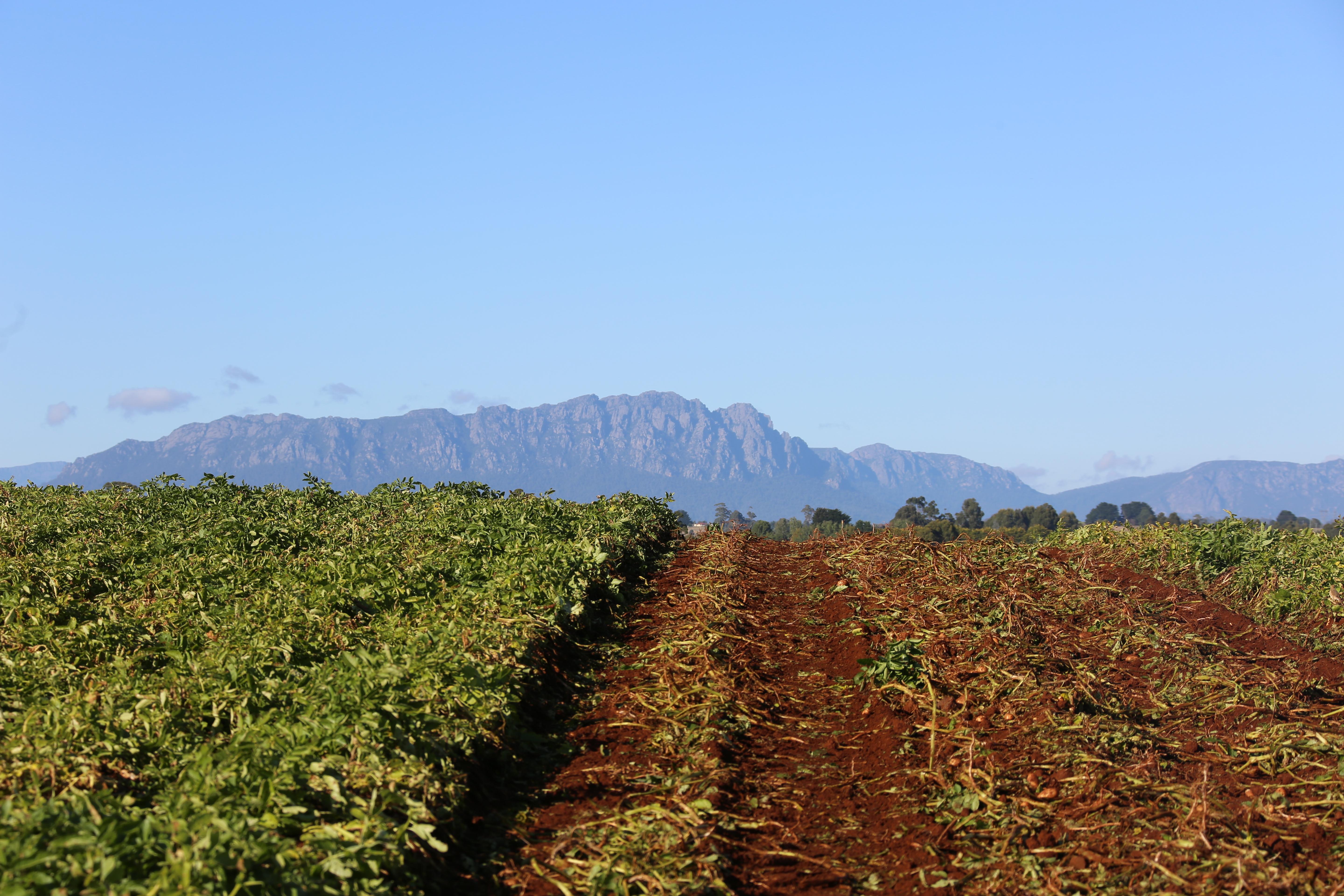 Potato harvest under Mt Roland_ in the North-West