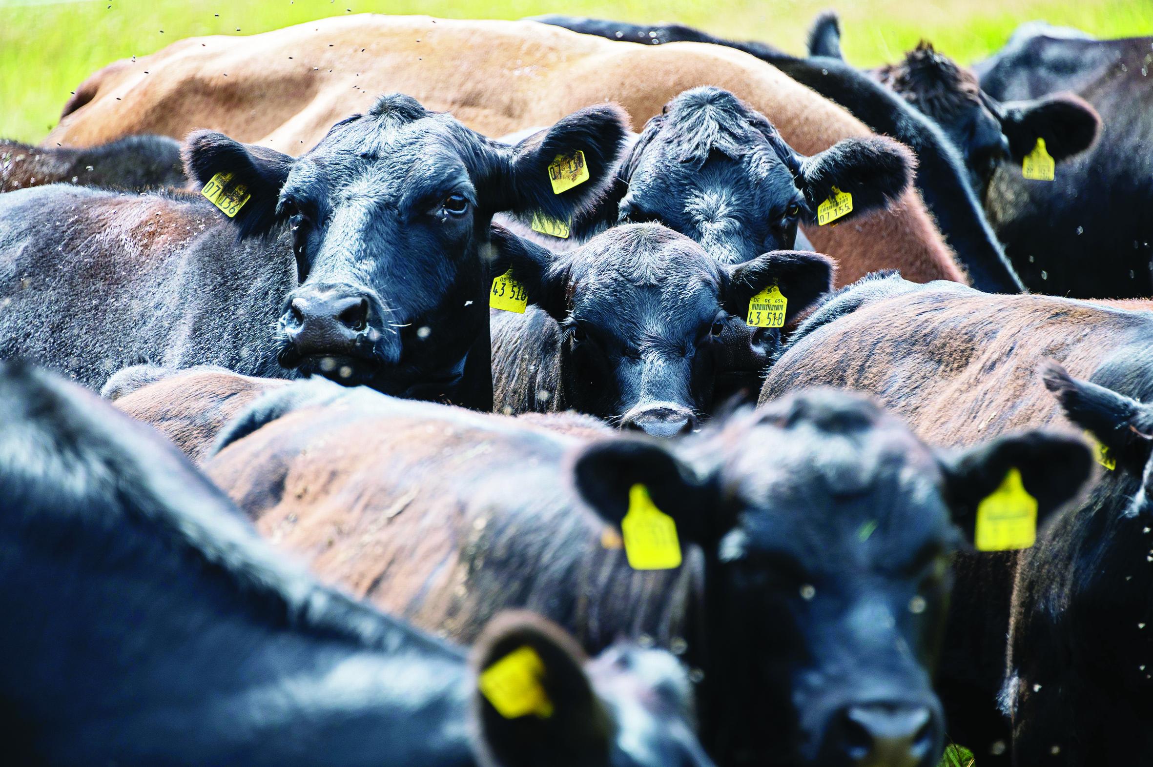 Cattle