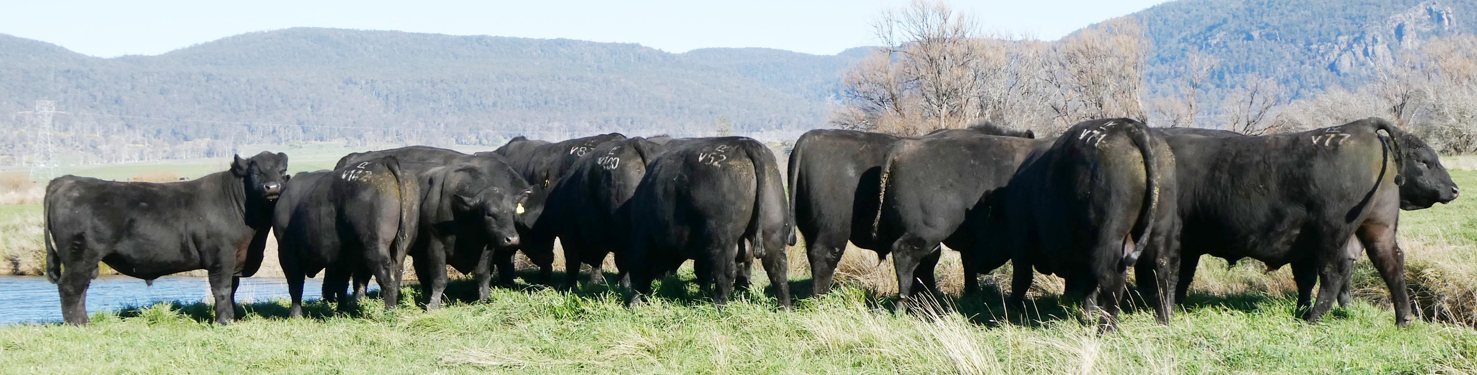 Londavra bulls