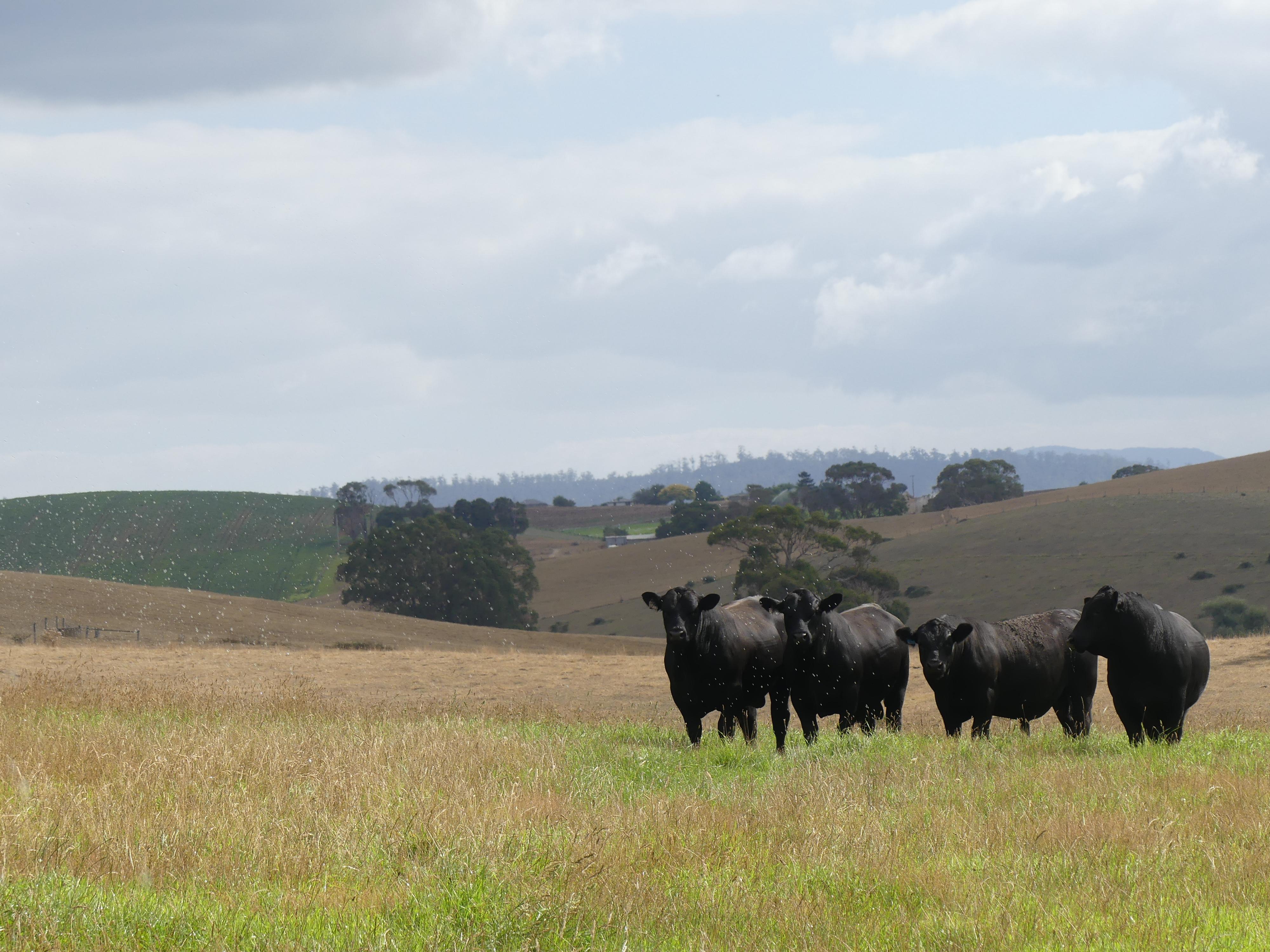 Quarterway bulls