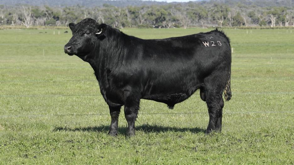 Lot 37 Tolivar Rogers W28 - A Kenny Rogers son on offer.