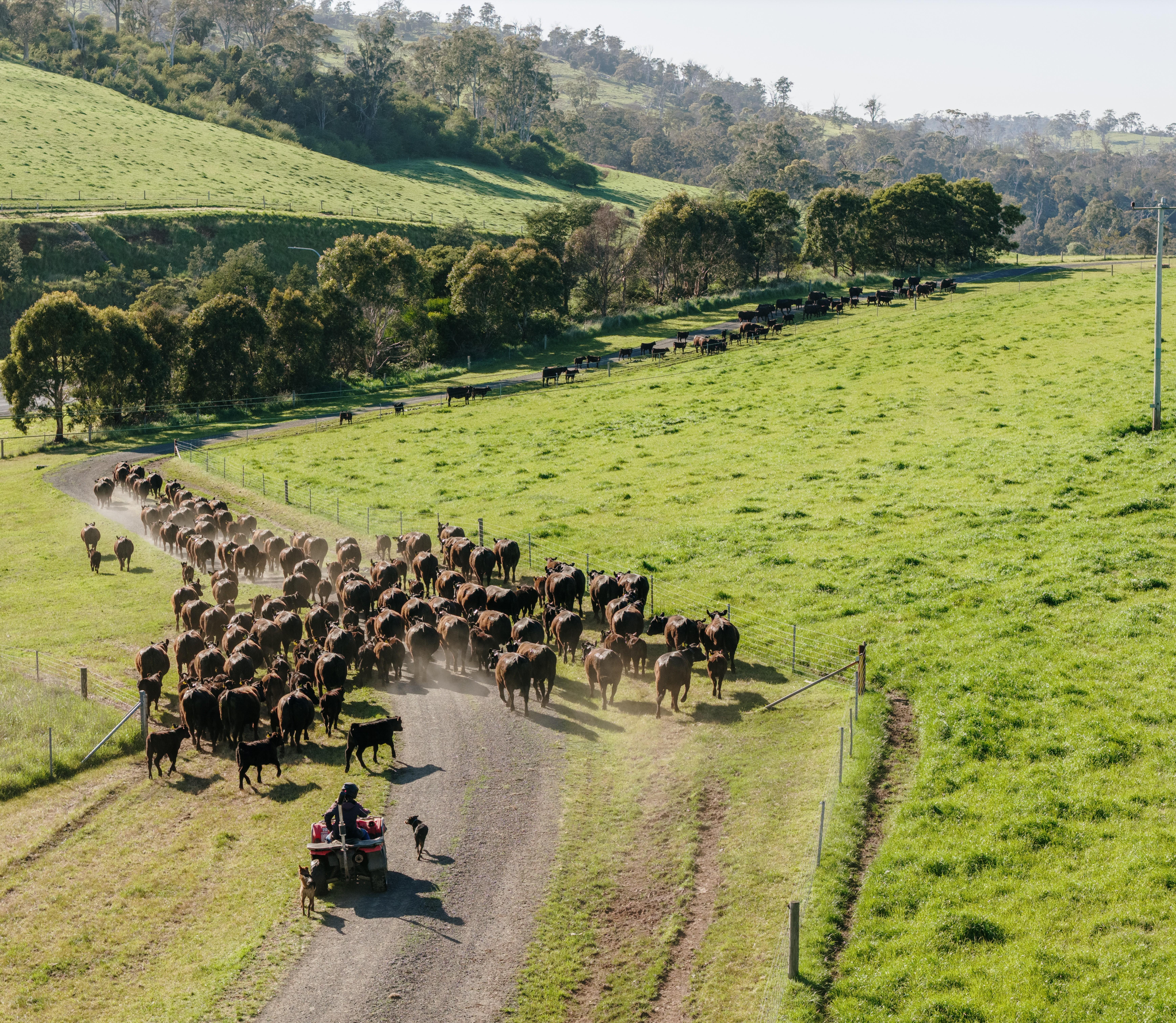 Landfall Angus Stud