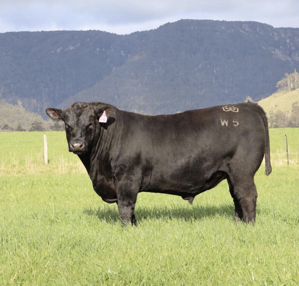 New River Angus bulls carry maternal power.