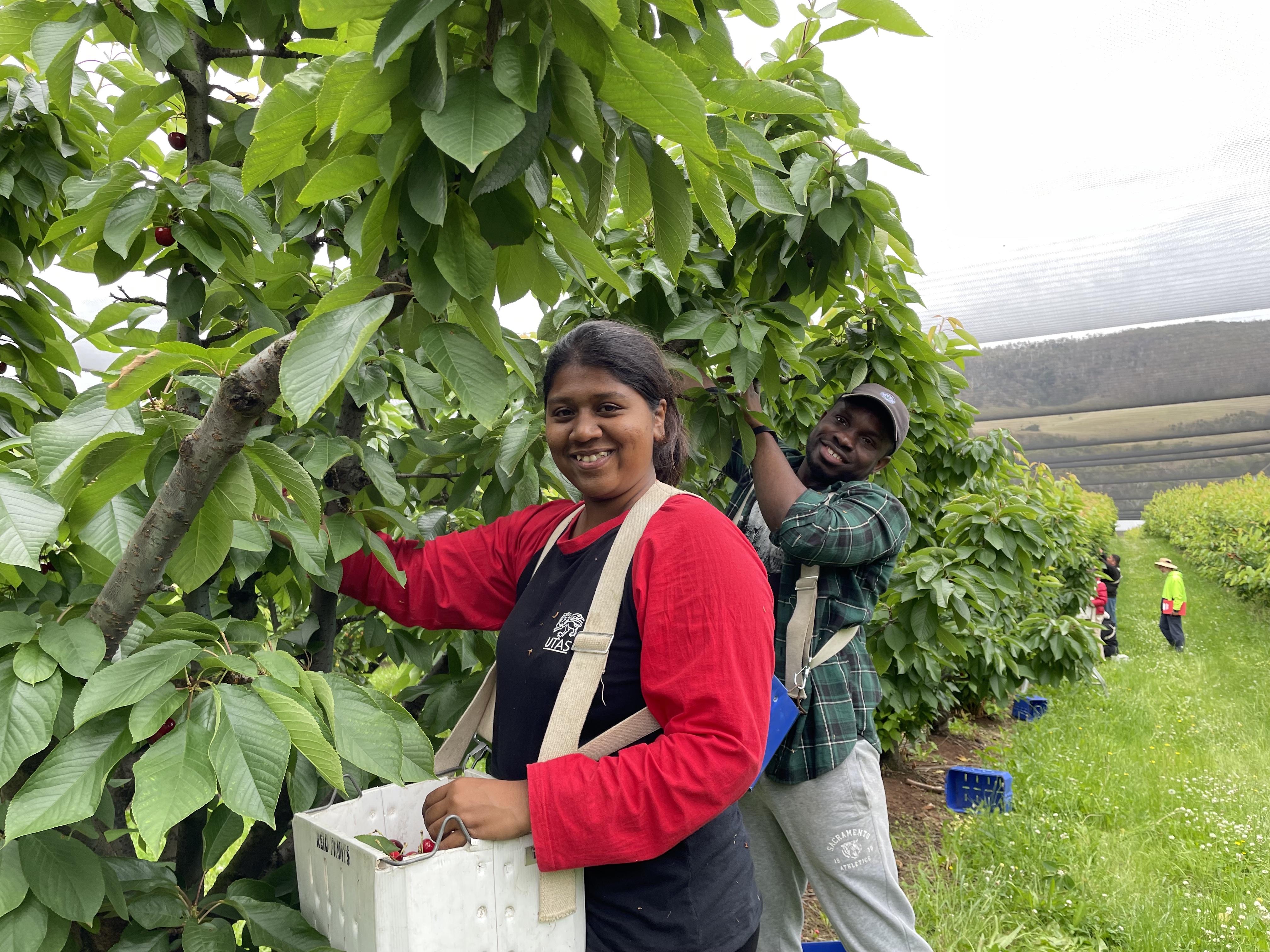 Cherry pickers