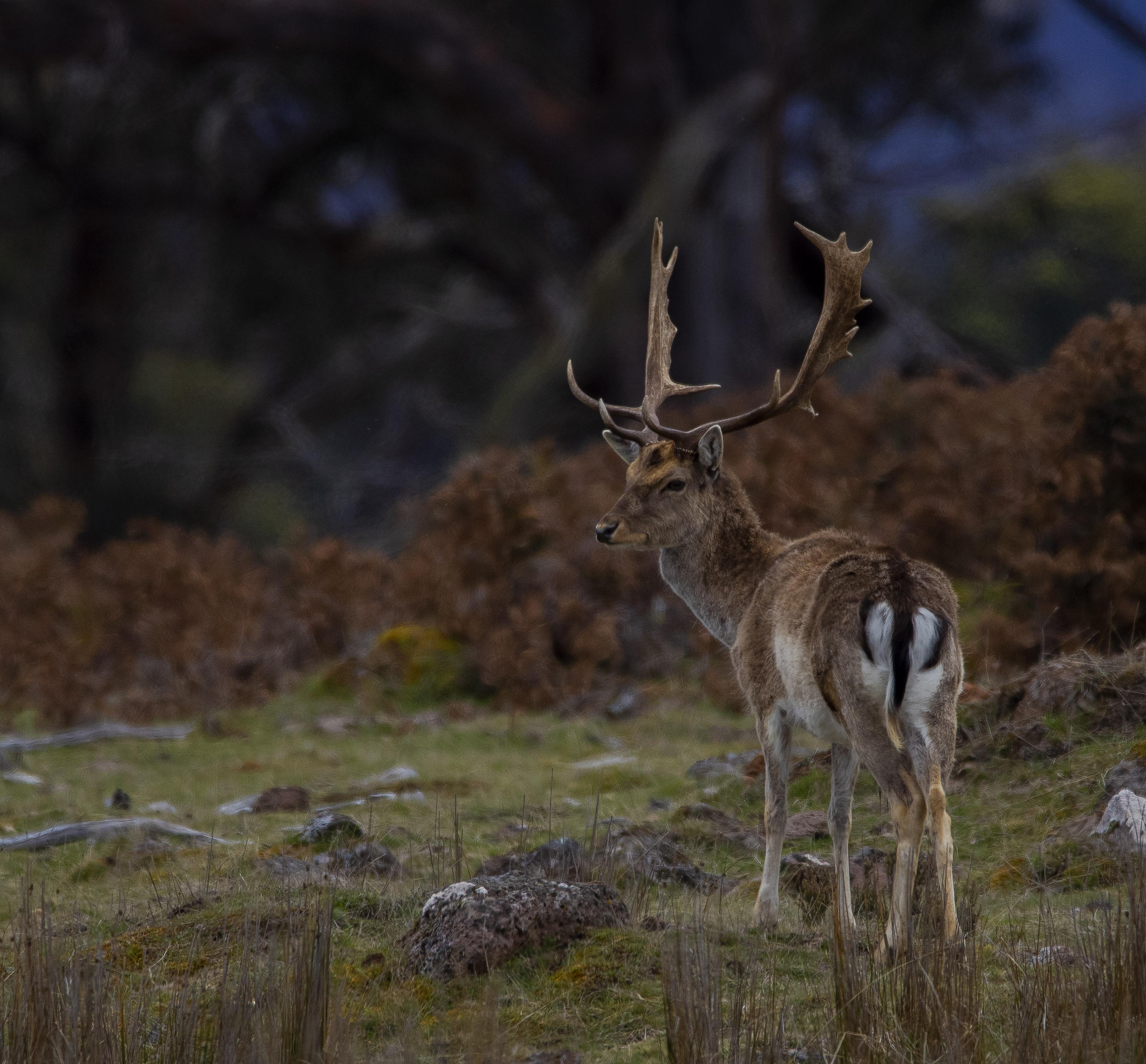 Fallow deer