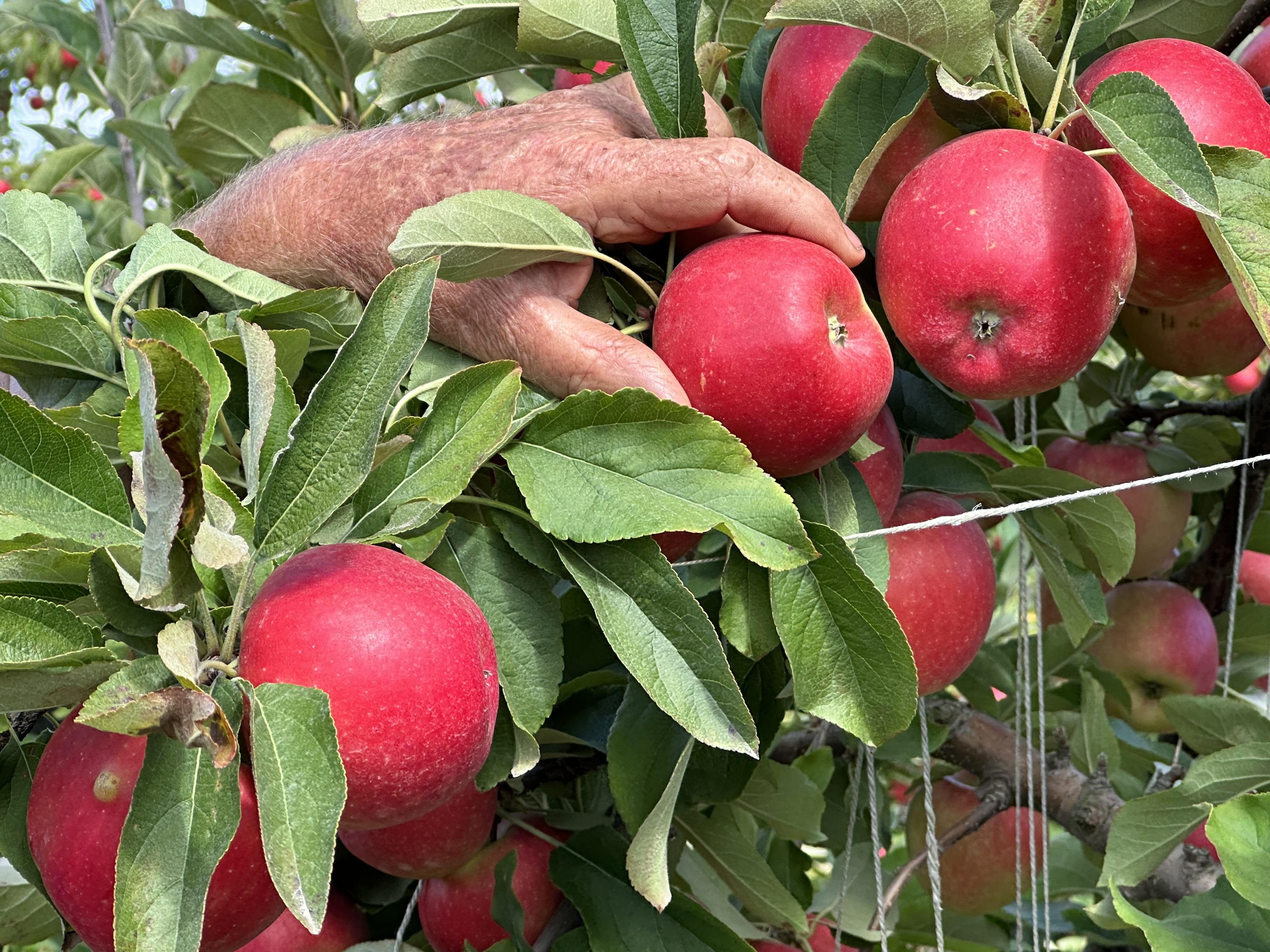 Apples
