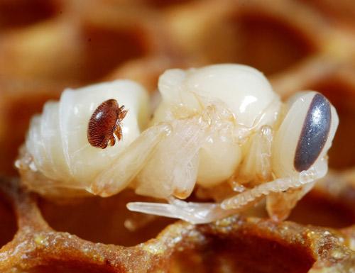 A varroa mite on a bee pupae