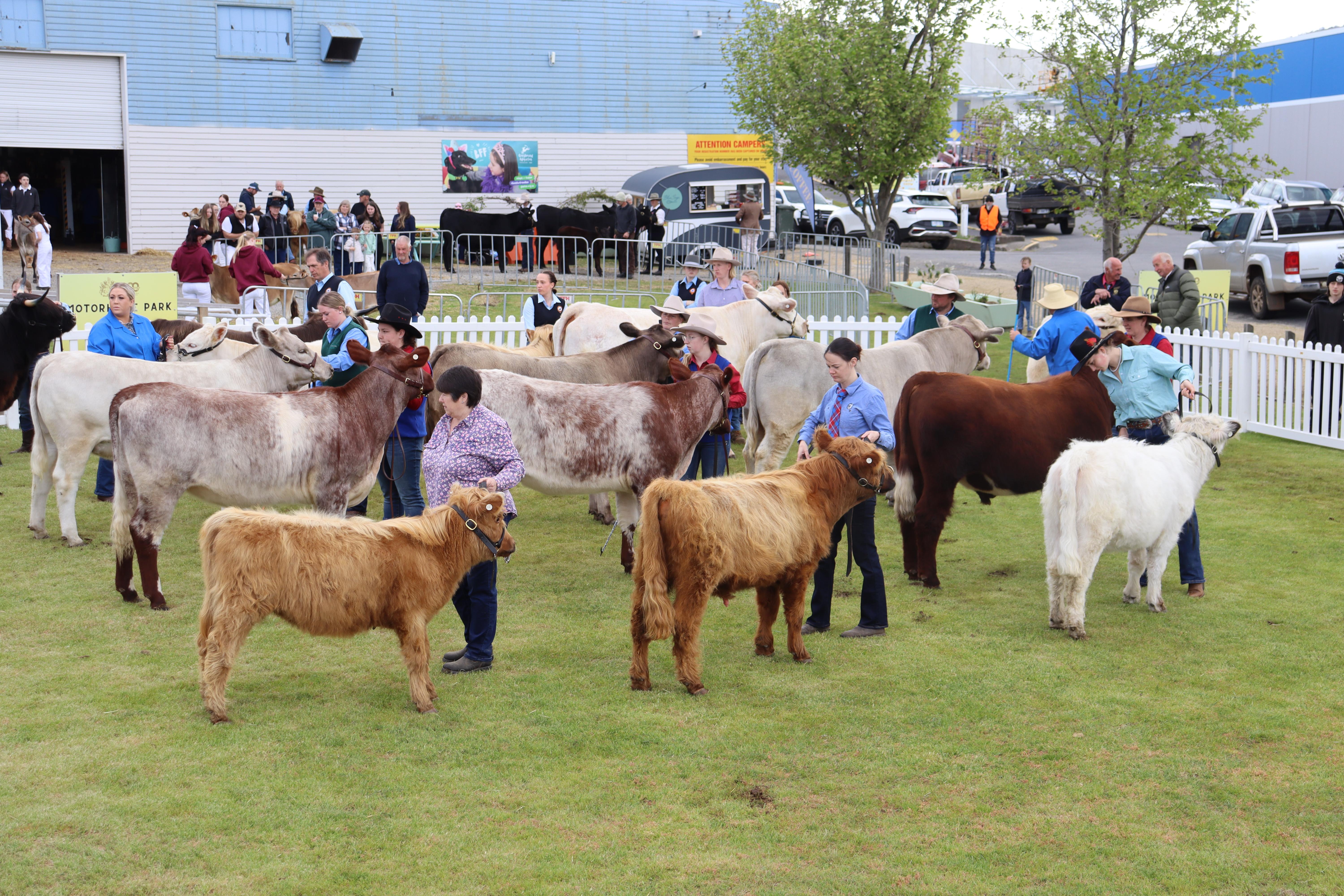 Beef cattle taking part in the Royal Hobart Show.