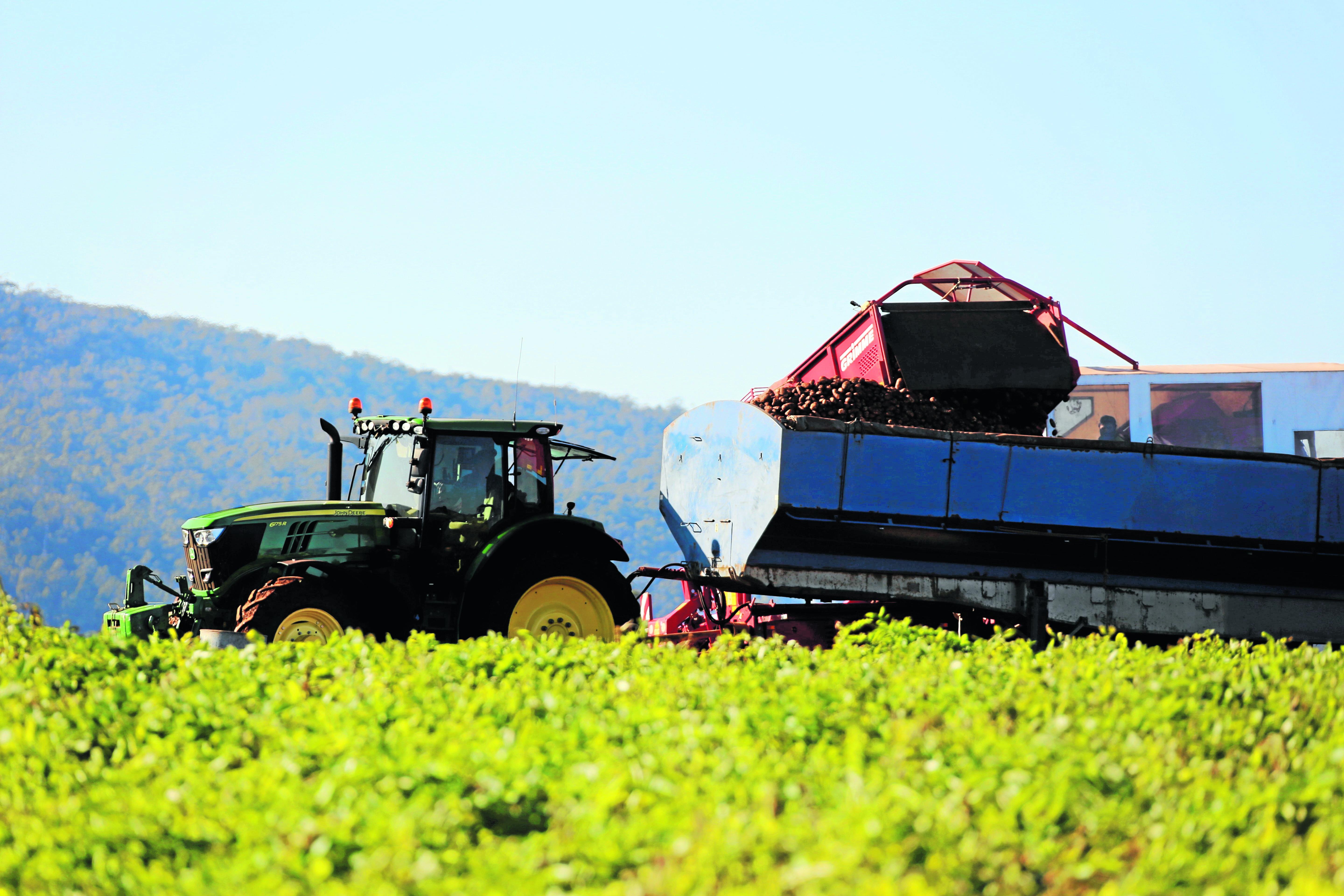 Potato harvesting at Melrose