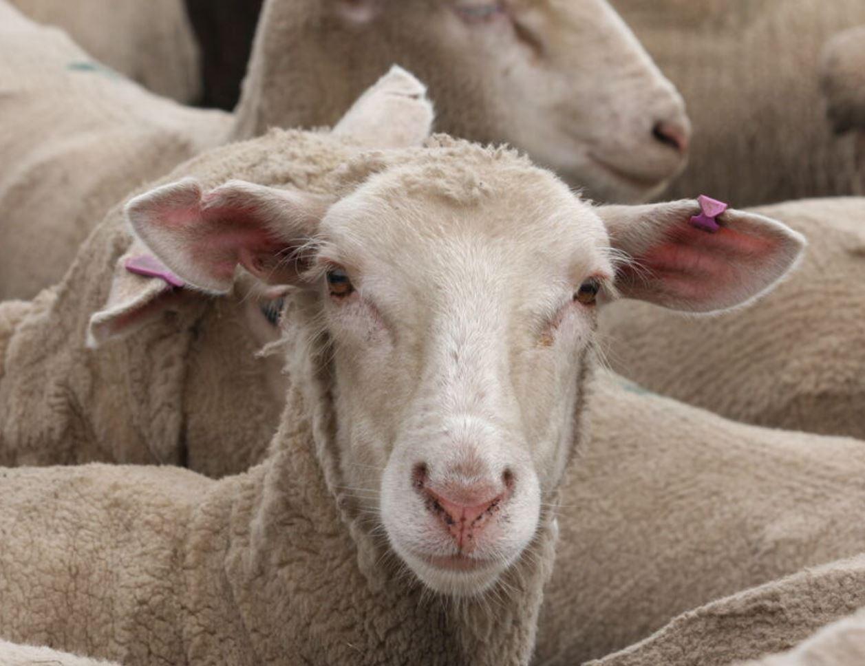 Sheep