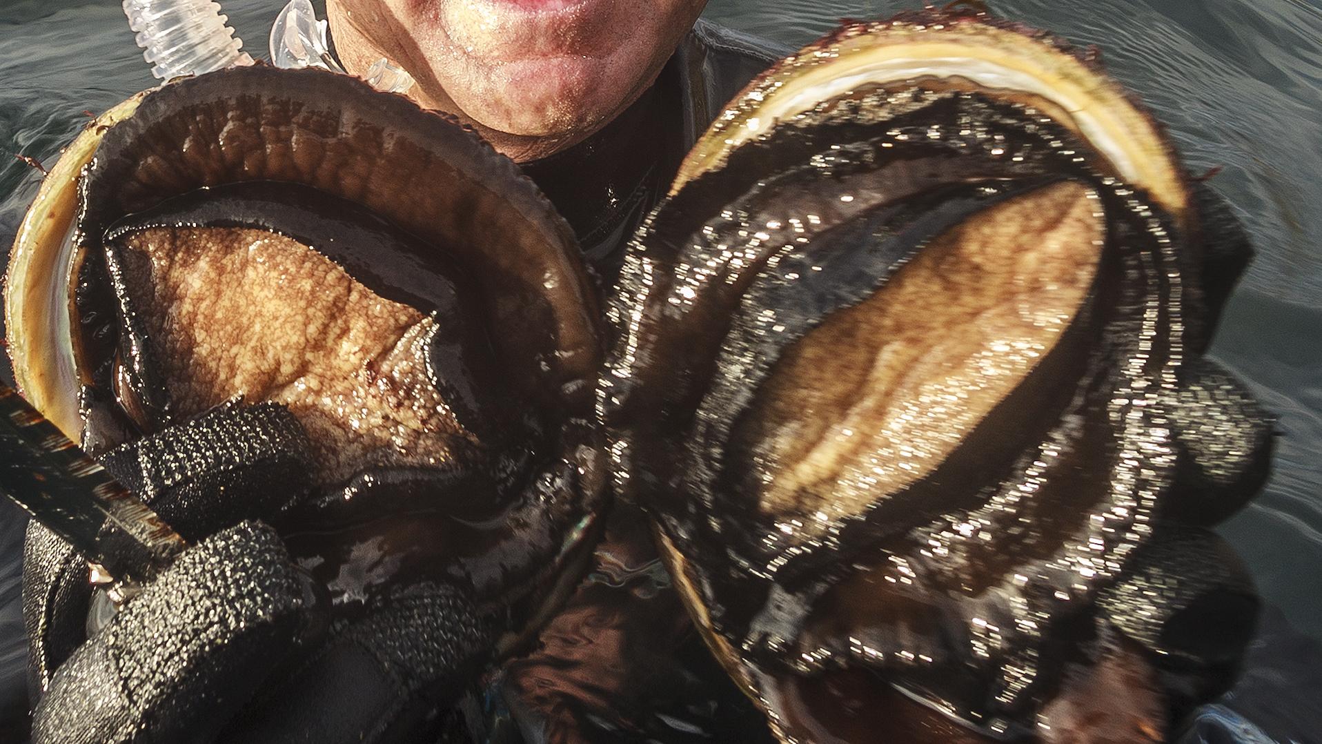 Abalone