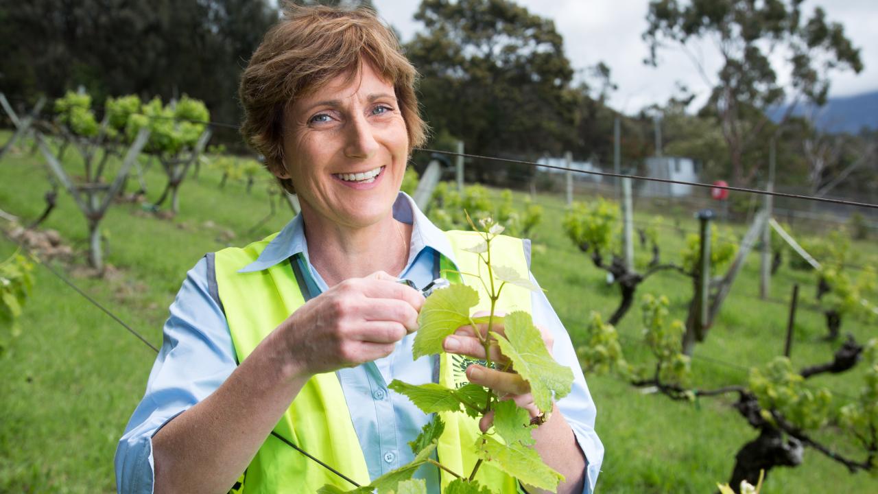 TIA Professor Kathy Evans inspecting grape vines TIA Professor Kathy Evans inspecting grape vines