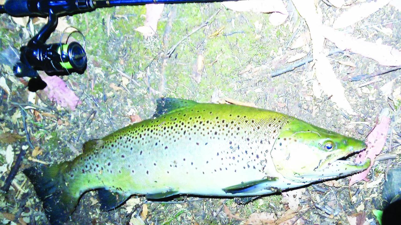 Photo of a recently caught trout 