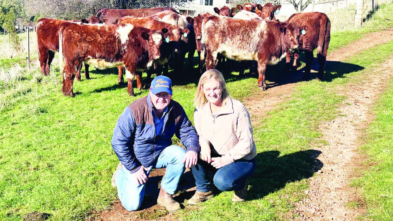 Woodiwiss Shorthorns
