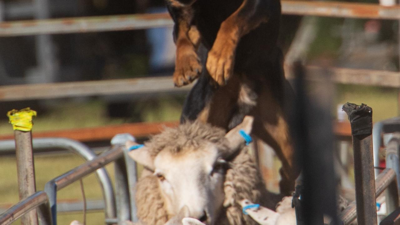 2024 Tasmanian Yard Dog Championships
