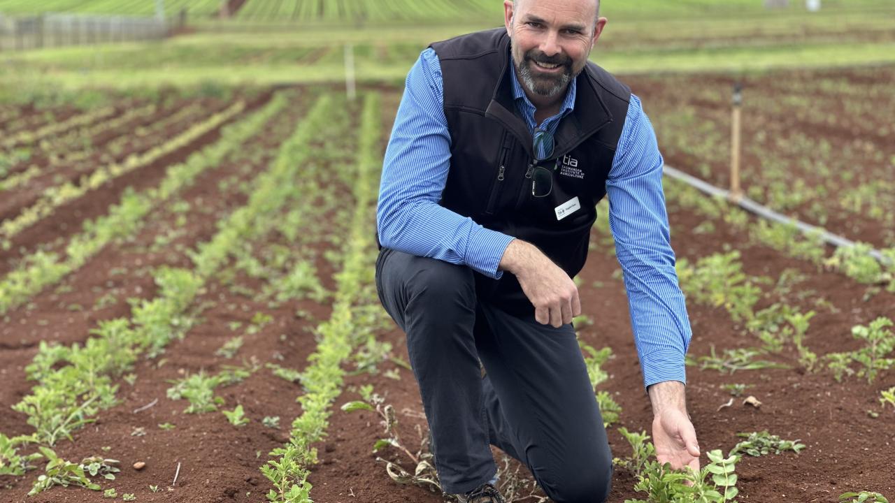 Professor Dugald Close in a trial crop being grown for the Chinese medicinal herb project