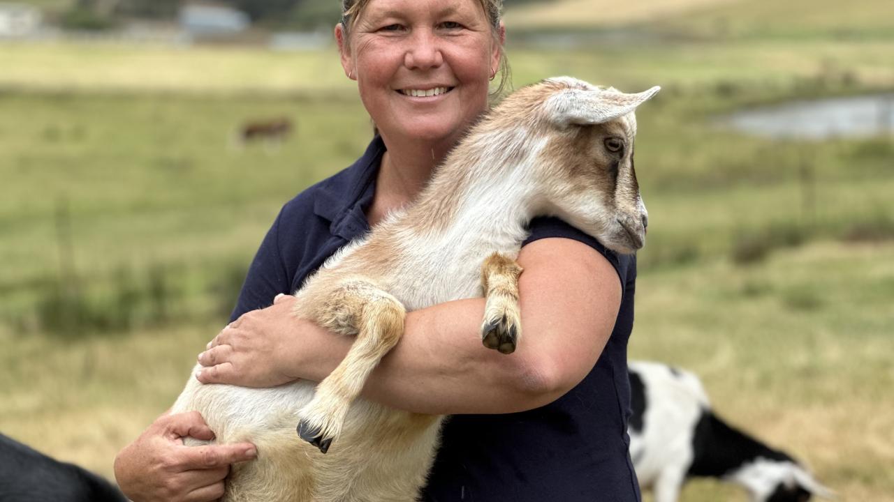Lesley Richards with some of her Tippy Toes Dairy Goats near Quamy Brook Lesley Richards with some of her Tippy Toes Dairy Goats near Quamy Brook