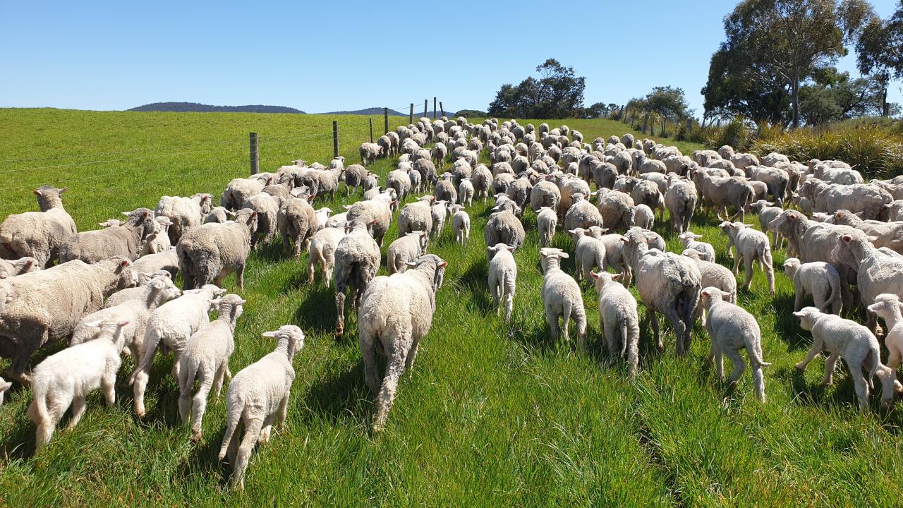 Sheep in paddock