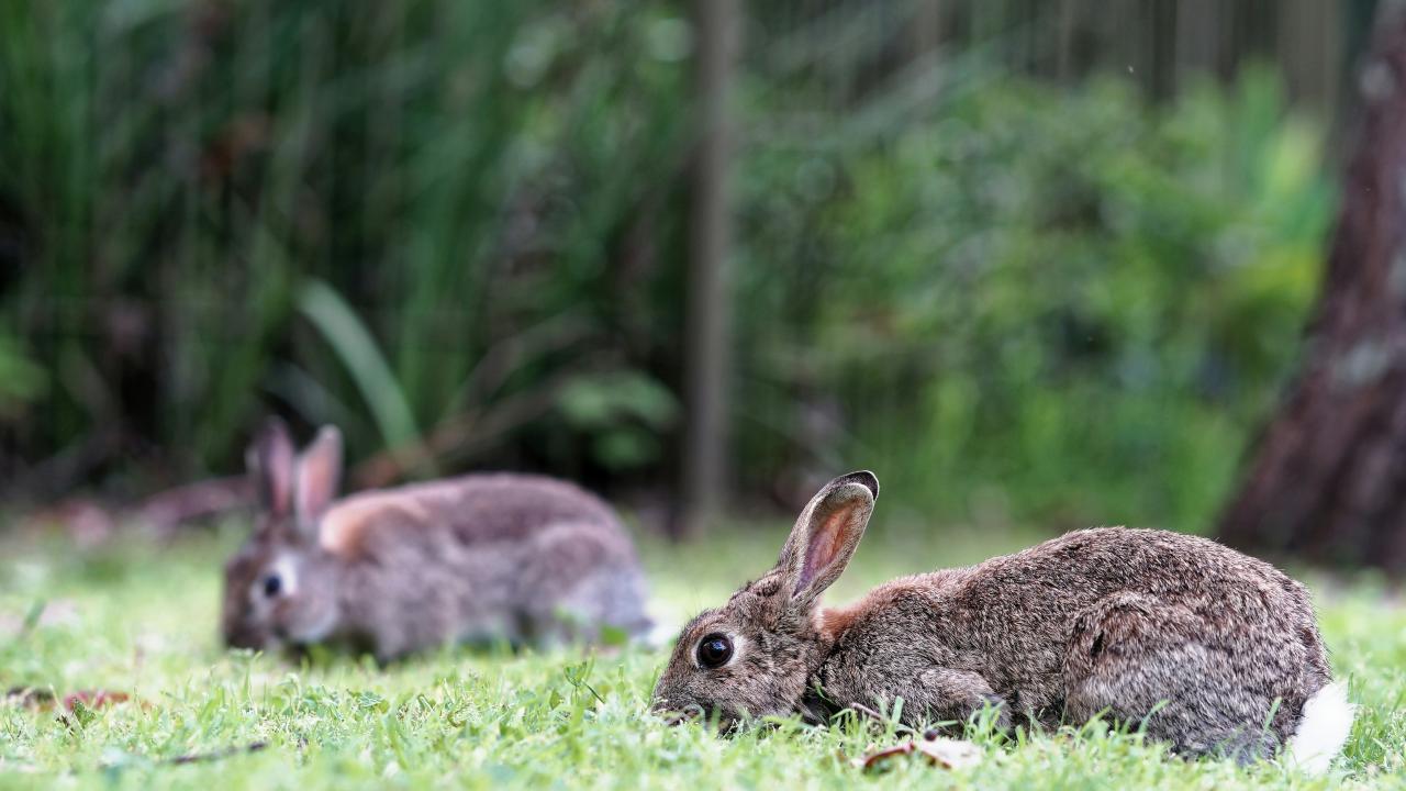 rabbits