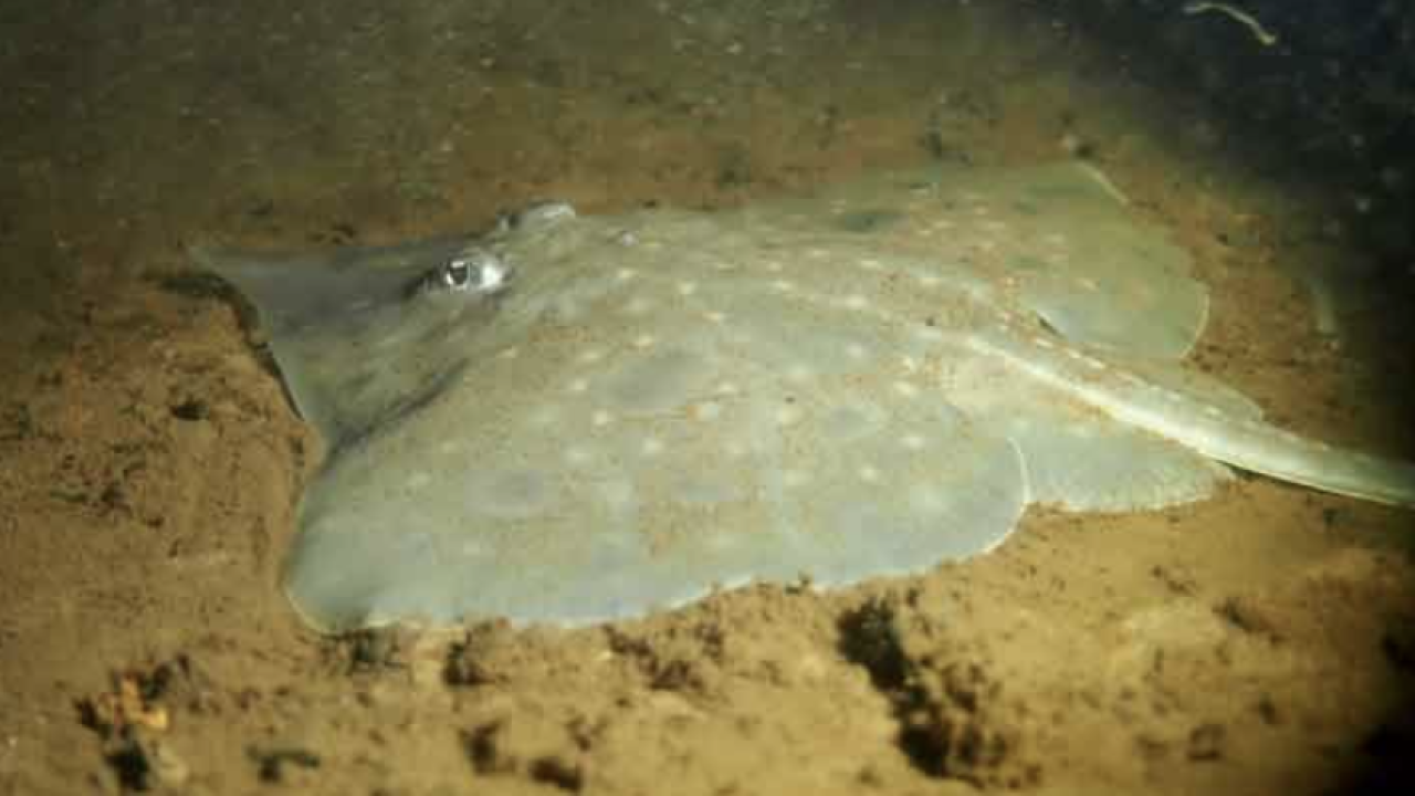 Maugean Skate