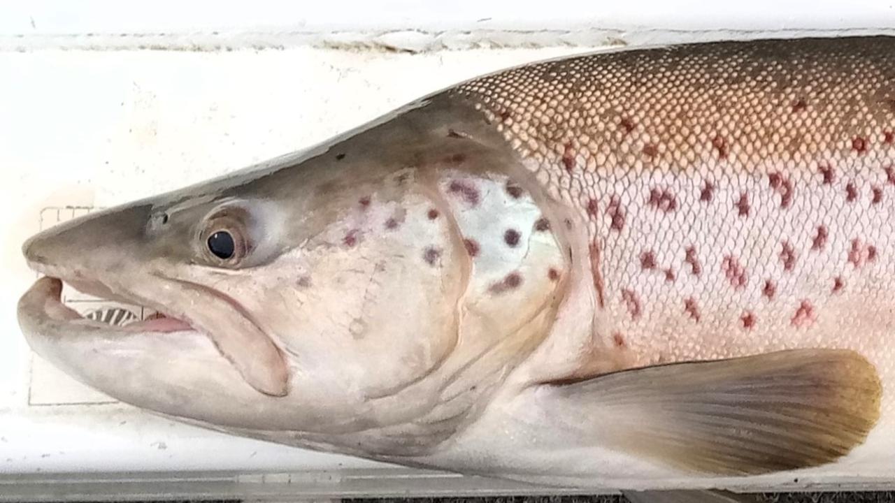 Fishing column with Adam Rice
