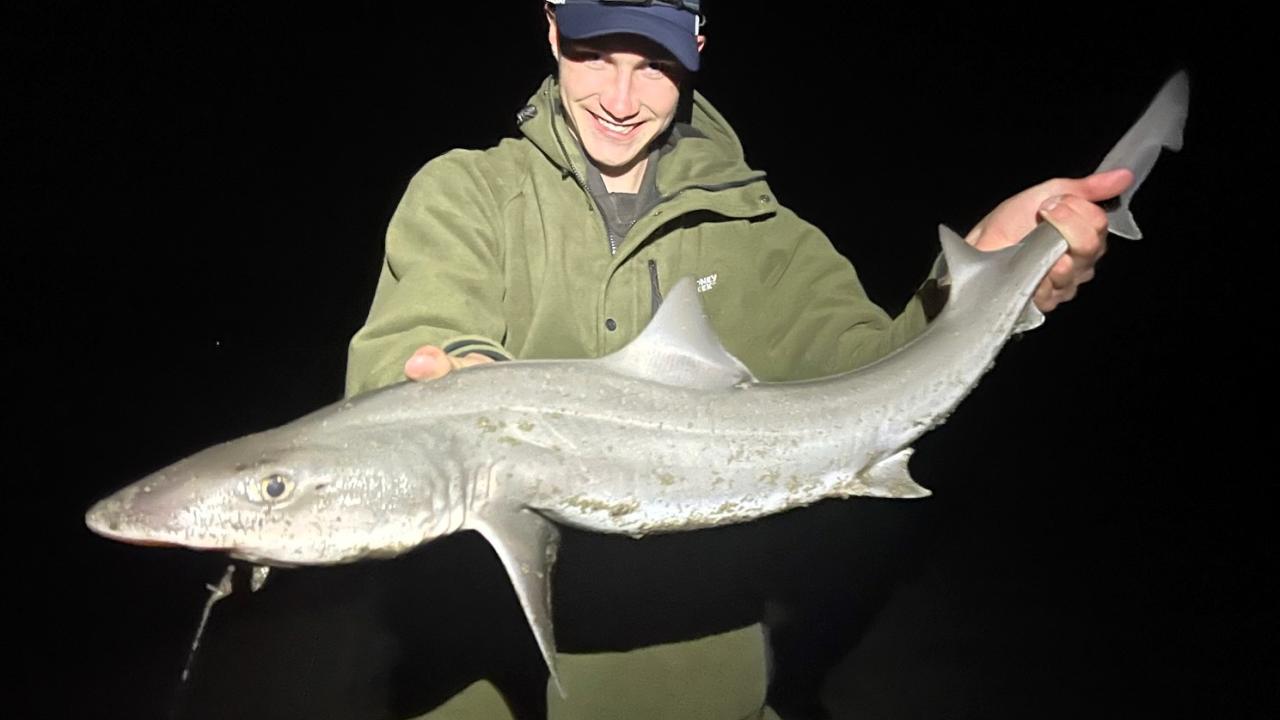 Ewan Dillon with a gummy shark caught in Pirates Bay Ewan Dillon with a gummy shark