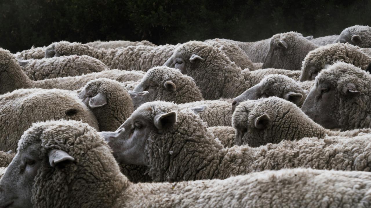 Sheep Sheep