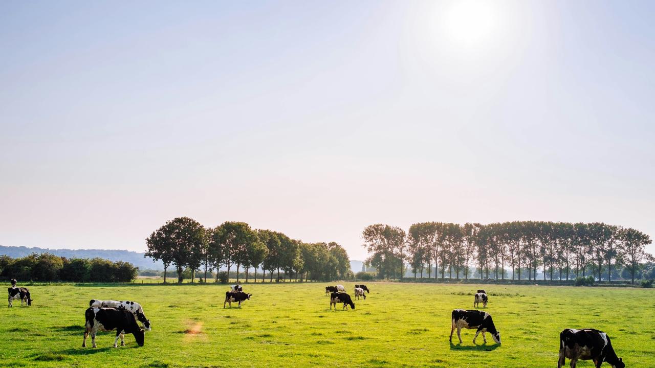 Dairy farm Dairy farm