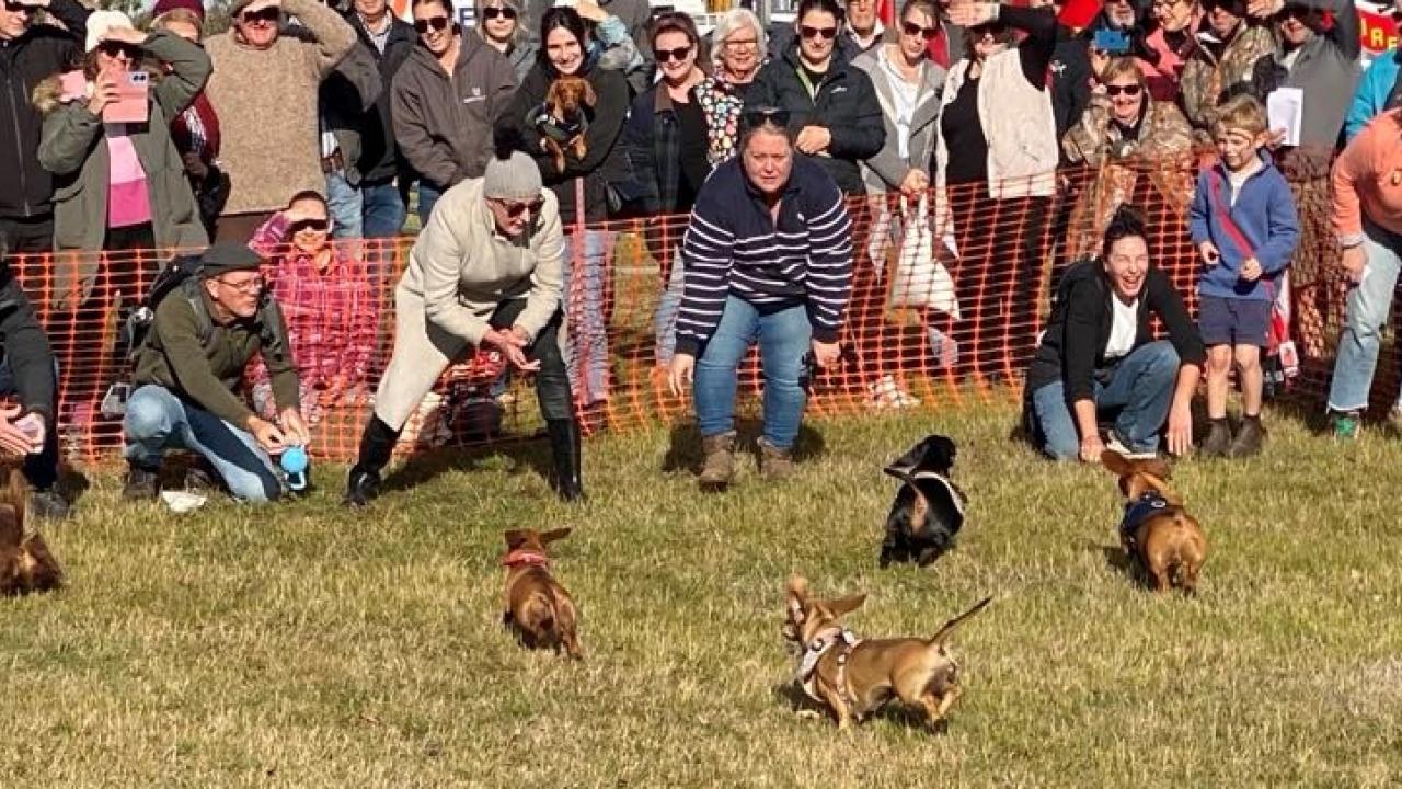 The popular Daschund dash The popular Daschund dash