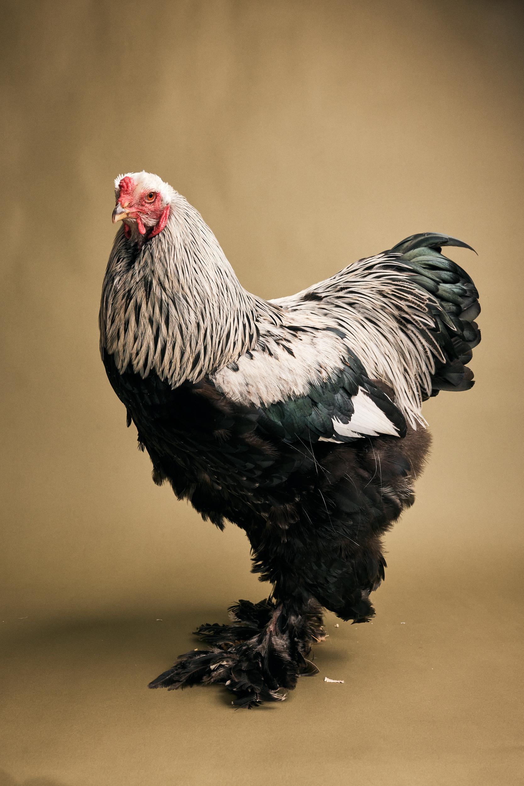 Brahma