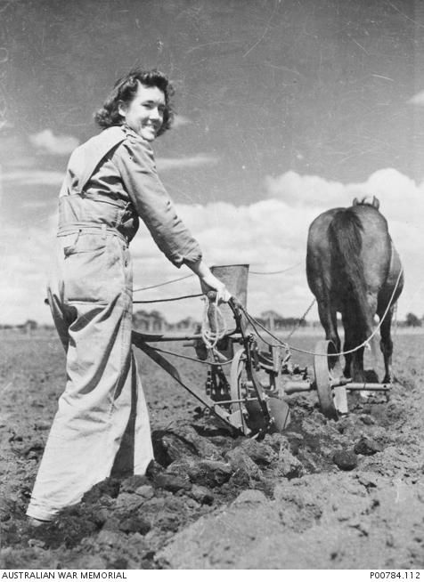 A member of the Australian Women's Land Army operates a horse drawn plough in preparation for planting potatoes C.1944. Photo courtesy Australian War Memorial.