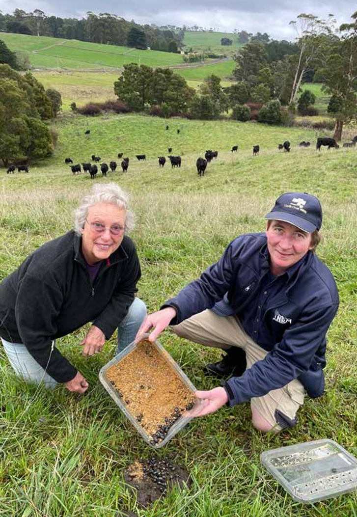 Glen Torrie Pastures Angus stud owner Perina Kentish, ,left, and Cradle Coast NRM  sustainable agriculture facilitator and dung beetle expert Tom O’Malley release 1000  Bubas Bison beetles imported from New South Wales.