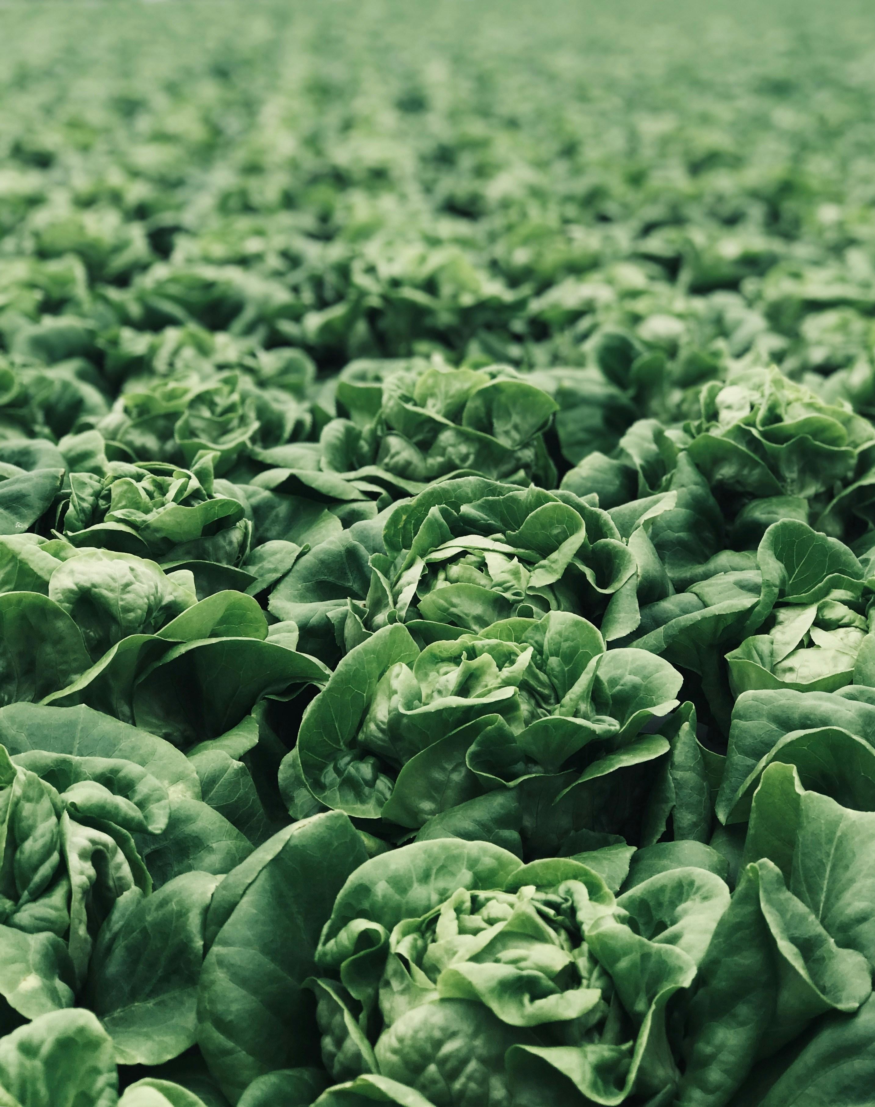 Lettuce