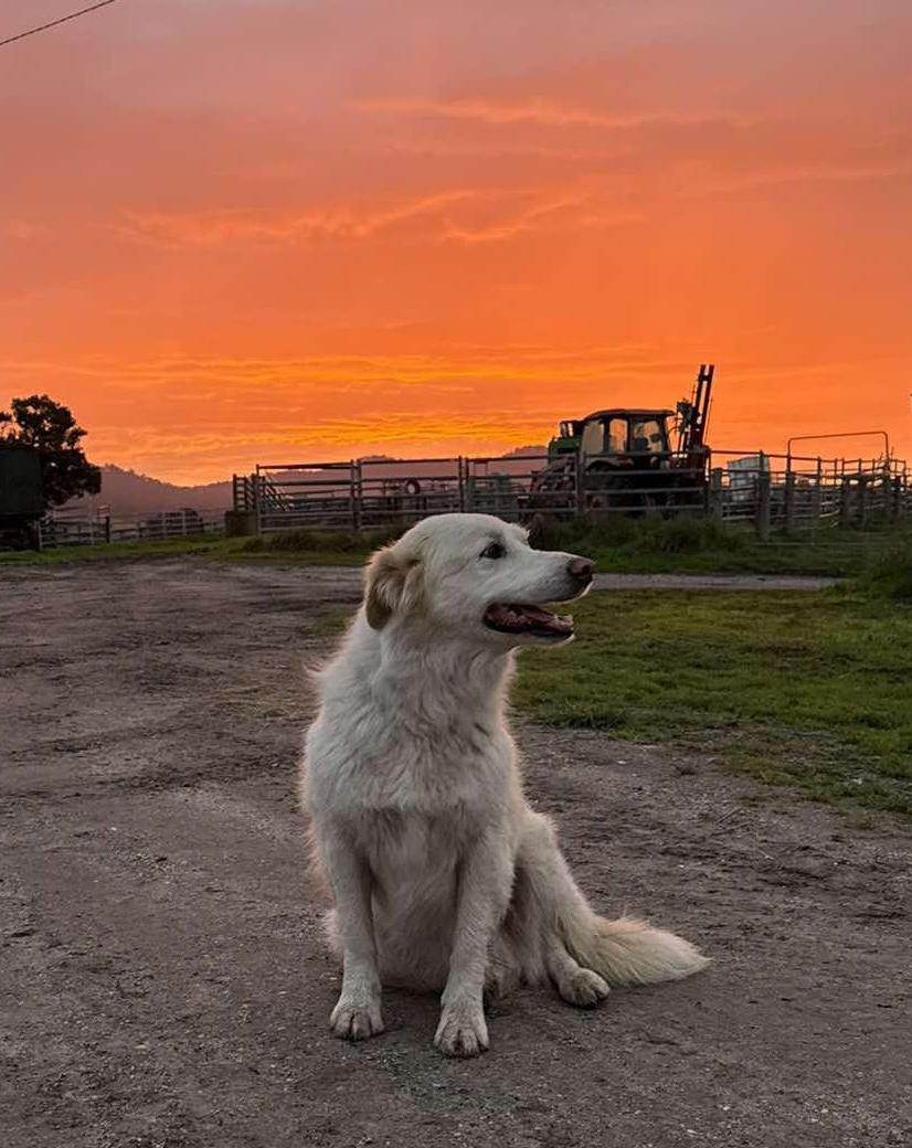 Bronte the 11-year-old border collie might be in her sunset years working Angus cattle on the Barwick’s  Mount Direction farm, but she sure knows how to enjoy the vivid winter skies. 