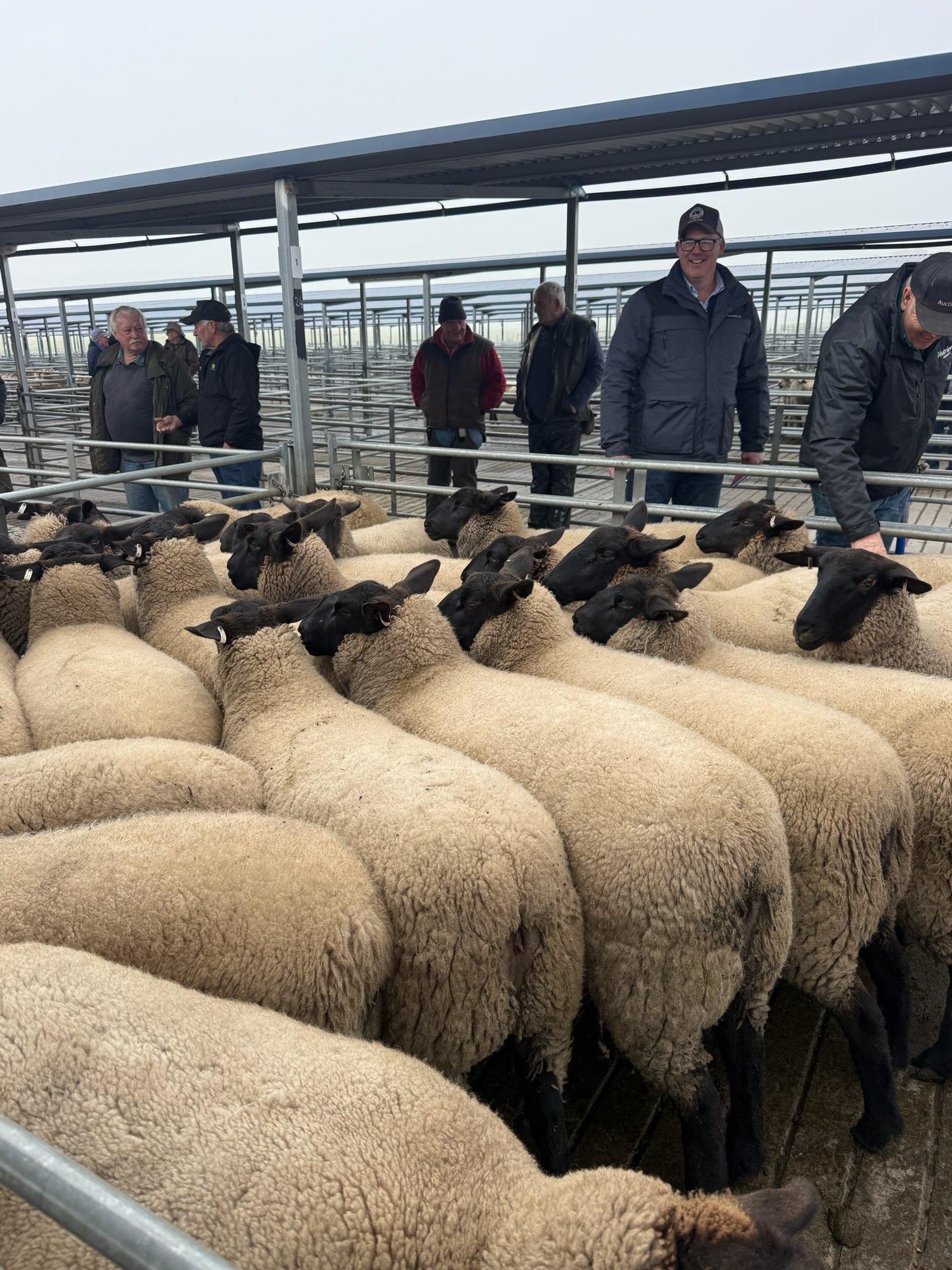 Record-breaking pen of NobleLea lambs at Powranna