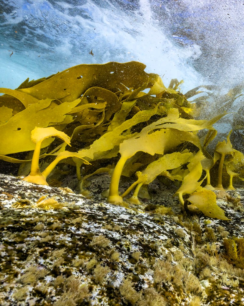 Bull kelp