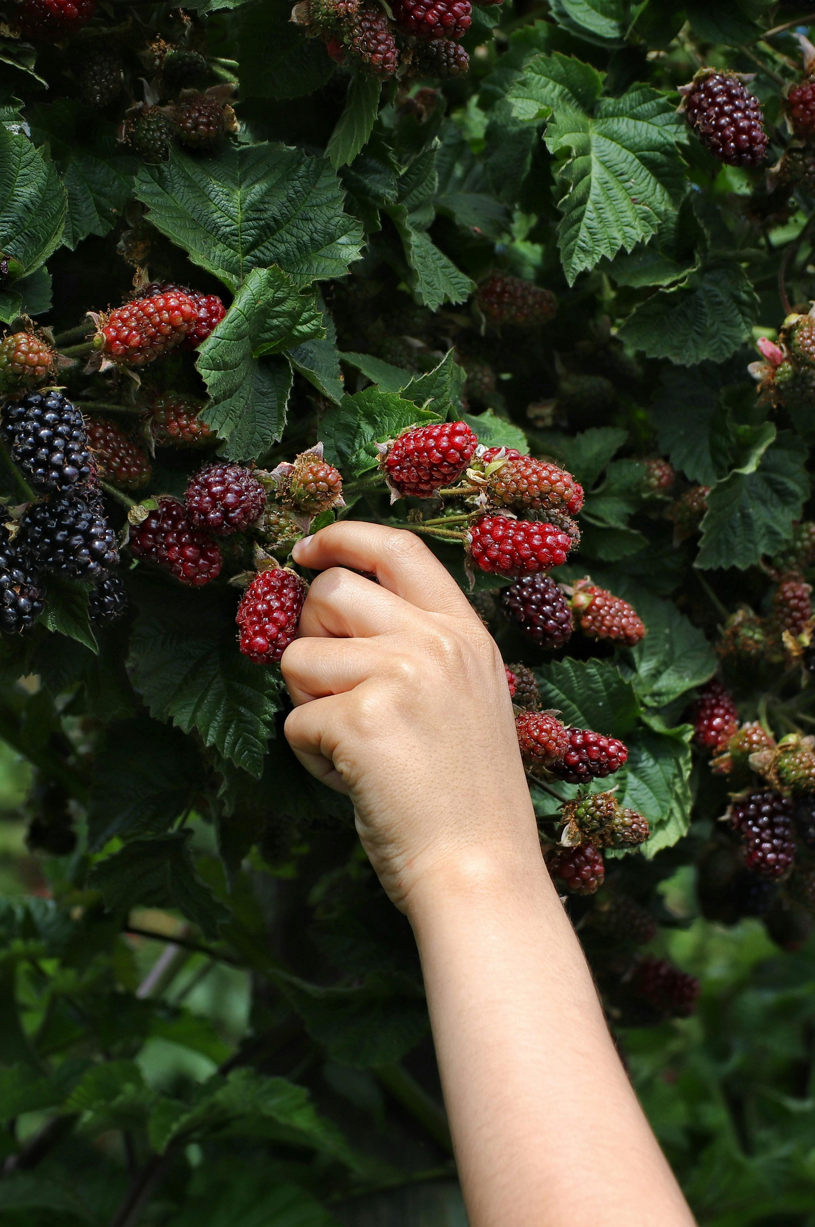 Fruit picking