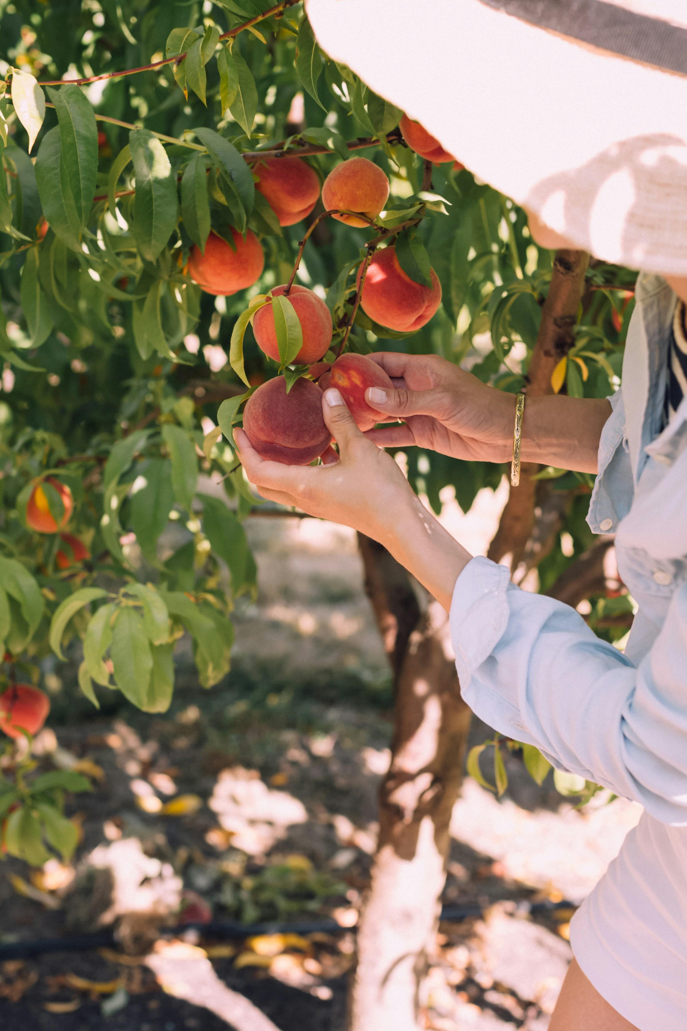 Fruit picking