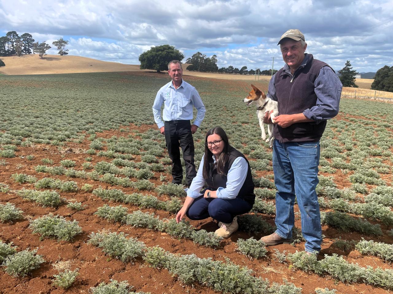 Botanical Resources Australia field officer Sam Baldock, Pyrethrum production manager Mark Raspin and Sassafras grower Chris Rockliff.