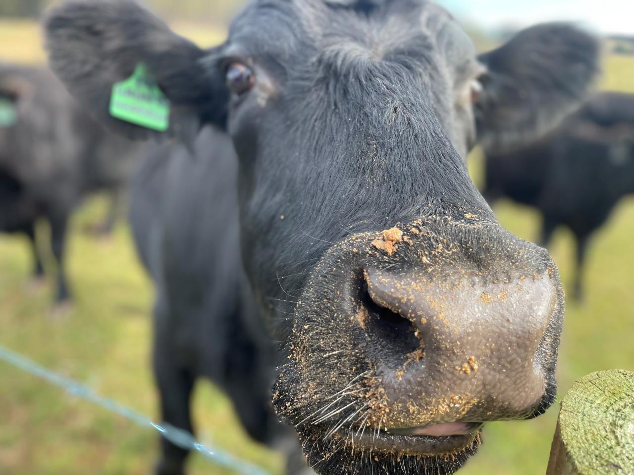 Gaunts farm cattle