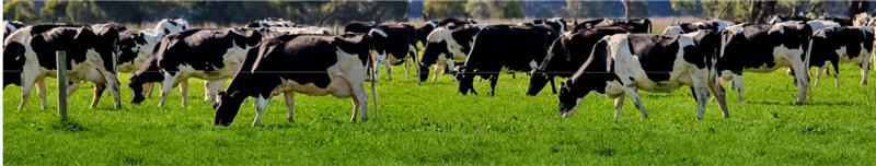 MFP Feed Supplement available from Novus International