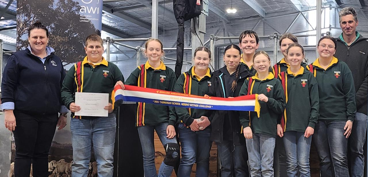 Merino wether challenge