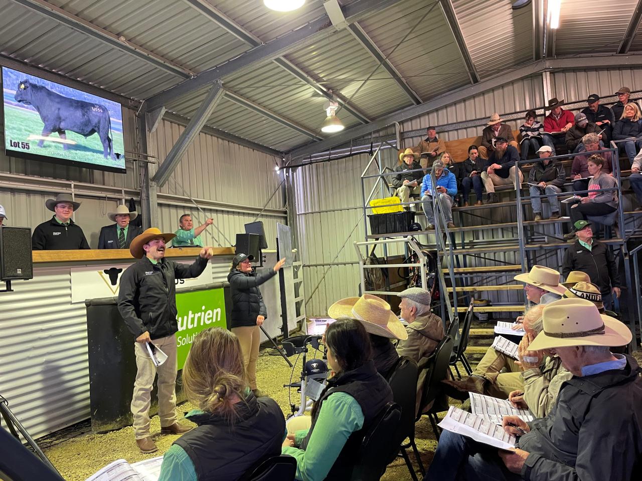 Spring bull sale at Landfall