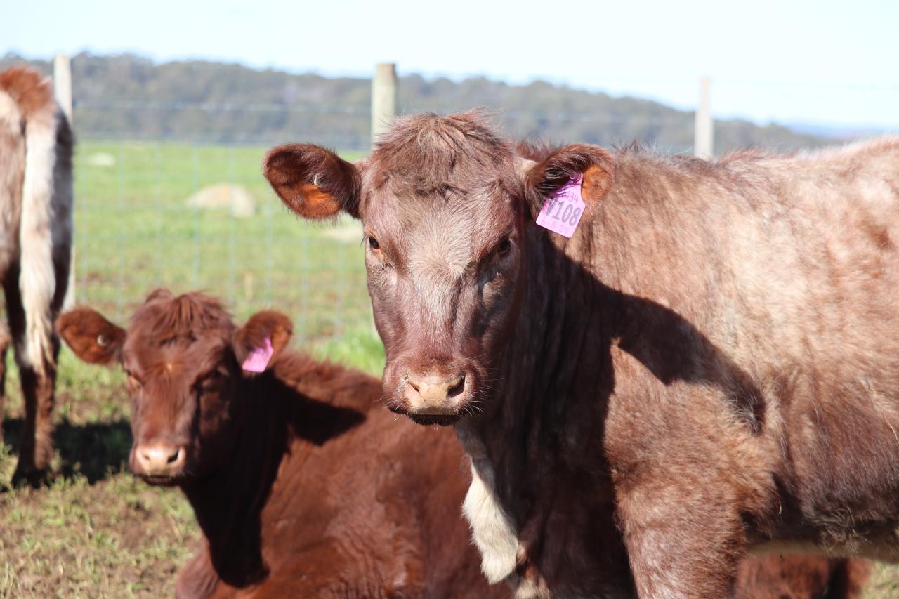 Cattle at Dunroan Shorthorns