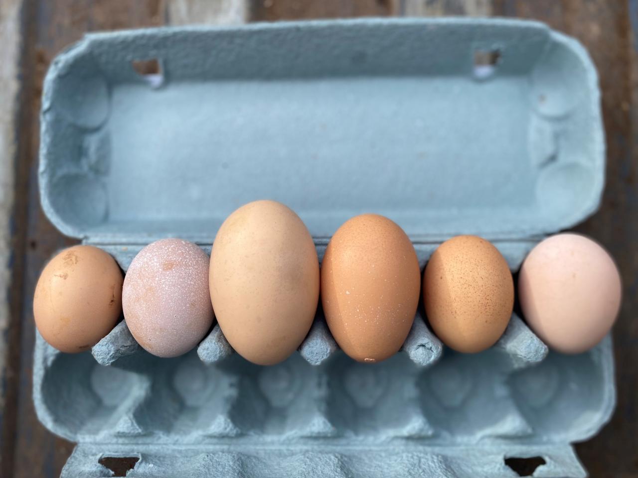 Jasper's egg